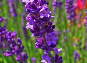 Lavanda